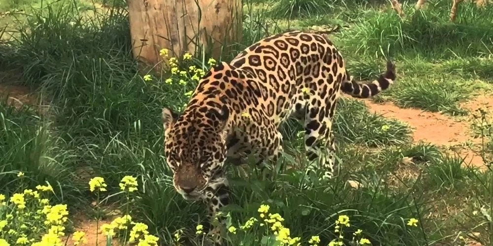 Σοκ στο Αττικό Ζωολογικό Πάρκο: Σκότωσαν δύο τζάγκουαρ που δραπέτευσαν την ώρα που βρίσκονταν μέσα επισκέπτες!
